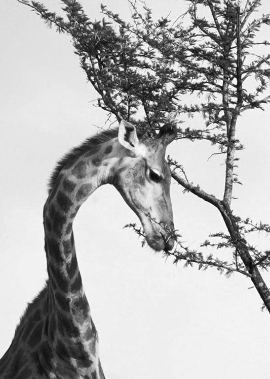 The Many Lives of the South African Bush